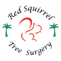 Red-Squirrell-Tree-Surgery